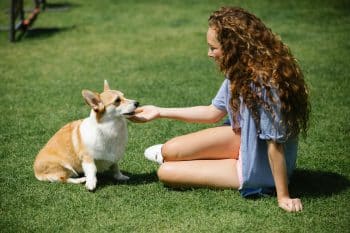 15 Must-Know Tips for First-Time Dog Owners