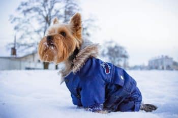 11 Things You Need To Know About Keeping Your Dog Warm This Winter