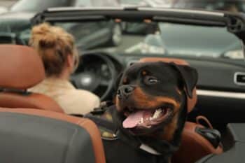 11 Interesting Facts About Dogs’ Love For Car Rides