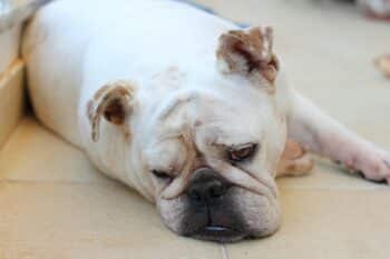 We Countdown the Top 15 Laziest Breeds