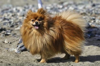 15 Dog Breeds With Highest Chances of Living Past 15 Years