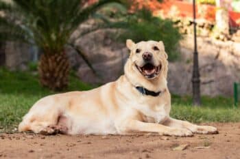 15 Dog Breeds Who Look Like They’re Always Smiling