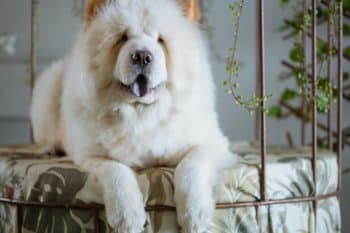 13 Dog Breeds with Wonderfully Unique Personalities