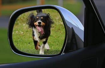 Science Uncovers The Mystery Of How Dogs See Themselves In Mirrors