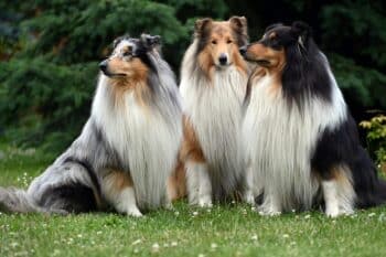 11 Dog Breeds Known for Their Thick, Soft Coats