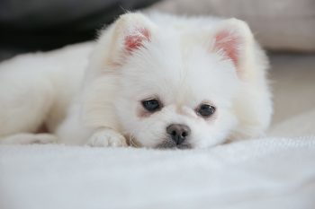 17 Black Friday Deals for Pomeranian Owners