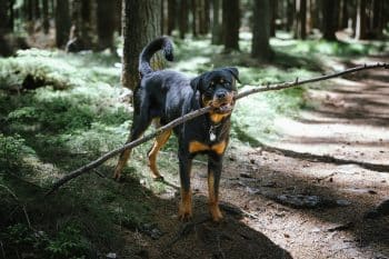 13 Dog Breeds That Excel When Given a Purposeful Job to Do