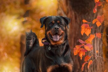 18 Black Friday Deals for Rottweiler Owners