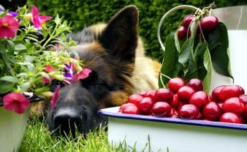 13 Popular Human Foods That Are Poisonous To Your Dog