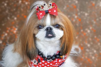 15 Black Friday Deals for Shih Tzu Owners