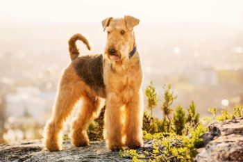 11 Reasons Why the Airedale Terrier Is the ‘King of Terriers’