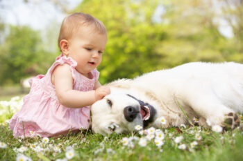 8 Dog Breeds With The Most Sweet And Gentle Dispositions