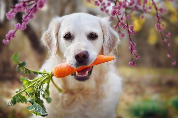 13 Secrets to Help Your Dog Live a Longer, Healthier Life