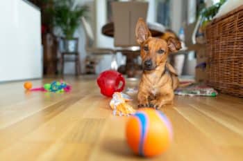 15 Exciting Dog Games You Can Play Indoors to Beat Boredom