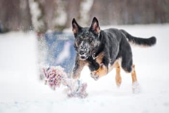 13 Dog Breeds That Absolutely Love Playing in the Snow