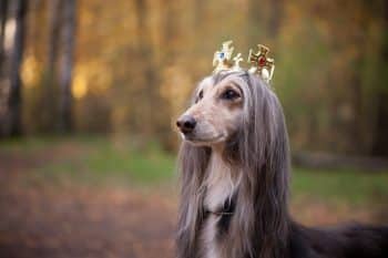 15 Majestic Dog Breeds That Carry Themselves Like True Royalty