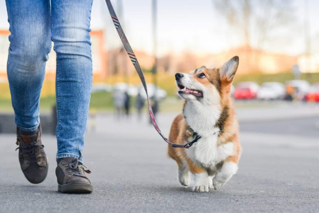 The Health Benefits Of Owning A Dog