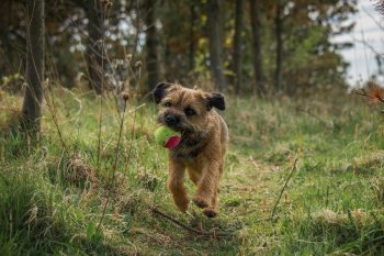 11 Dog Breeds With Speed, Agility, And Unstoppable Energy