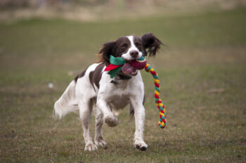 We Countdown the Top 15 Most Intelligent Breeds