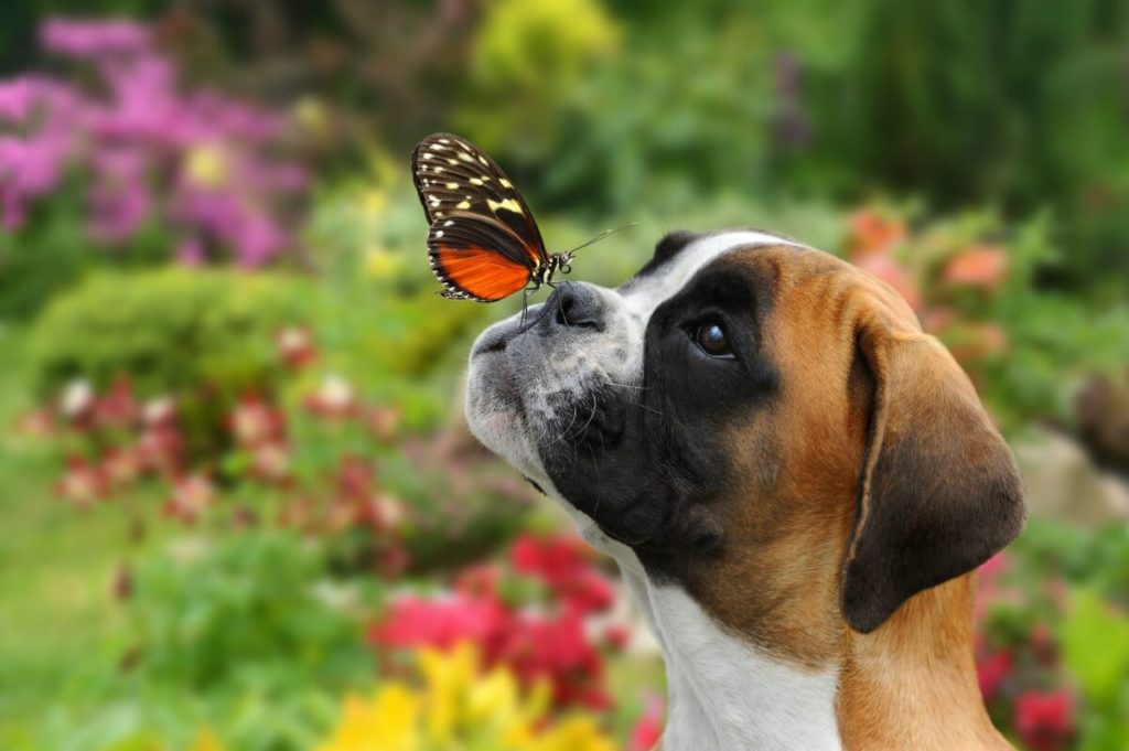 Top 11 Dog Breeds With ‘Hearts’ As Big As Their Personalities