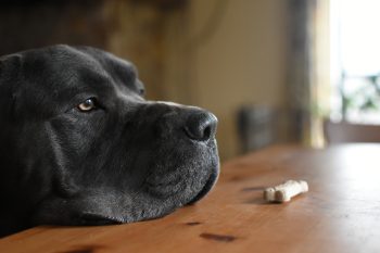 11 Ways Dogs Quietly Teach Us Patience And Love