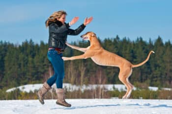 13 Small Changes To Strengthen The Bond Between You And Your Dog