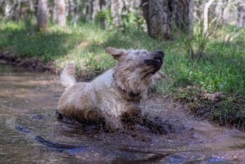 13 Ways To Help Your Dog Live Their Happiest Life