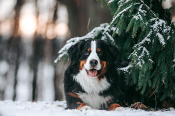 11 Dog Breeds That Can Handle Cold Weather Like Champs