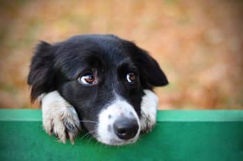 11 Dog Breeds With Puppy Dog Eyes That’ll Melt Your Heart