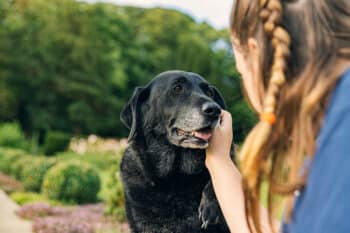 13 Reasons Senior Dogs Are Treasures Worth Cherishing