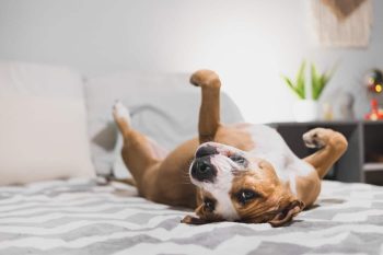 9 Excited Little Things Dogs Do That Brighten Your Day