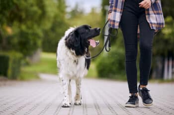 Top 11 Reasons Your Dog Glances Your Way During Walks