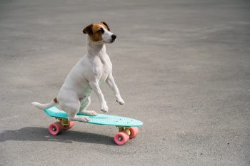 13 Dog Breeds That Love The Challenge Of Learning New Tricks