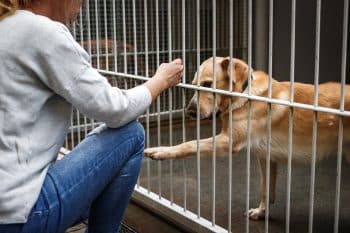 15 Reasons Rescuing A Dog Is The Best Gift You’ll Ever Give Yourself