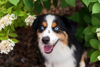 10 Dogs with Eyes That Seem to Read Your Every Thought