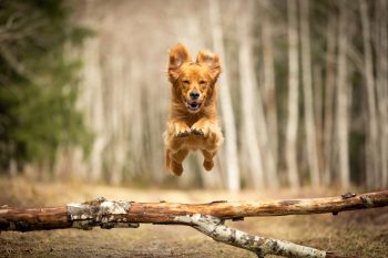 13 Lightning-Fast Dog Breeds That Will Leave You in the Dust