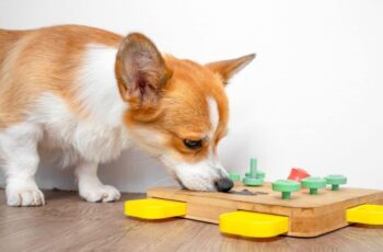 17 Dog Breeds Who Can’t Resist a Good Puzzle