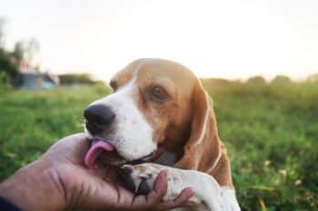 15 Ways Dogs Share Their Feelings Without Ever Barking