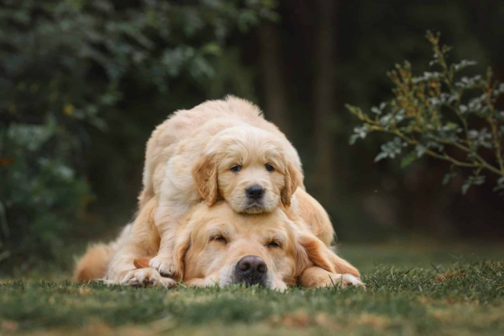 15 Reasons Dogs Are Nature’s Most Loyal And Loving Healers