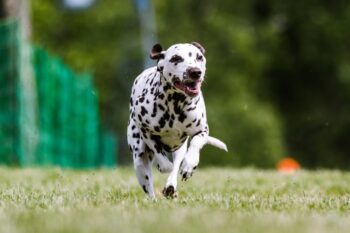 13 Dog Breeds Who Seem to Have Endless Energy