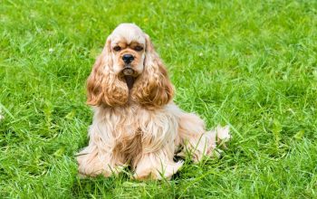 9 Dog Breeds With Ears That Will Make You Smile