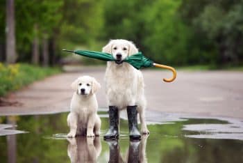 15 Fun and Cozy Dog-Friendly Activities for Rainy Days