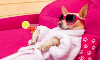 11 Thoughtful Reasons to Pamper Your Dog with a Spa Day