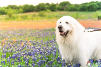 11 Surprising Facts About The Majestic Great Pyrenees