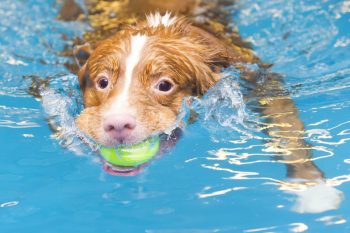 11 Breeds That Love The Water And Can’t Resist A Good Splash