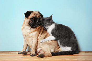 15 Dog Breeds That Are Best Buddies With Other Pets