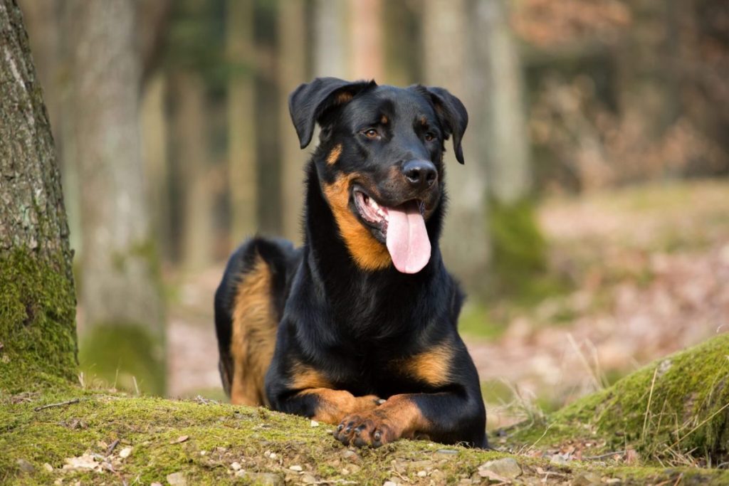 15 Underrated Dog Breeds You Should Consider For Guarding Your Home & Family