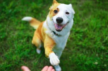 13 Simple Ways to Channel Your Dog’s Energy into Something Fun