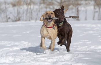 13 Dog Breeds Known For Their Sense Of Humor And Playfulness