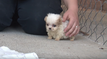 Tiny Pup Rescued From Puppy Mill Was Introduced To A New Friend To Start His New Life